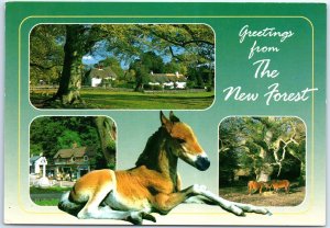 Postcard - Greetings from The New Forest - England