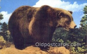 Grizzly Bear, Black and Brown Bear Unused 