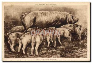 Old Postcard Pig Pig Auvergne Good naurice