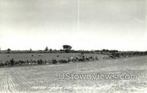 Dairy Farm - Central, Michigan MI Postcard