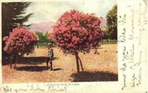 CA Rose Bushes - MIsc