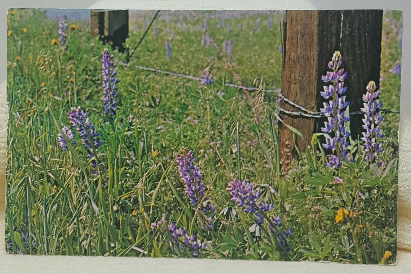 Forest Falls Lupine California Vintage Postcard