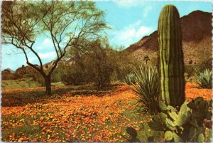 Postcard AZ Carpet of Desert Poppies for Saguaro and Prickly Pear Cacti