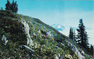 Washington Olympic National Park Mountain Flowers Near The High Divide