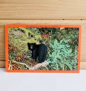 Black Bear Great Smokies Tennessee Linen Antique Postcard c1950s 3.5 x 5.5