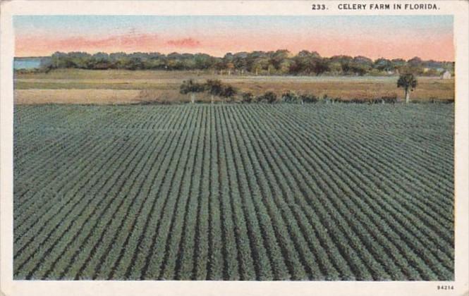 Florida Typical Celery Farm Curteich