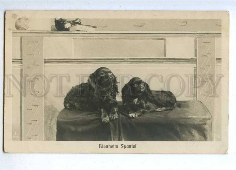 187608 ART NOUVEAU Blenheim Spaniel Vintage PHOTO PC