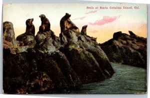 Postcard CA Santa Catalina Island - Seals on rocks