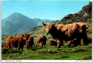 M-45039 Highland Cattle Scotland United Kingdom Europe