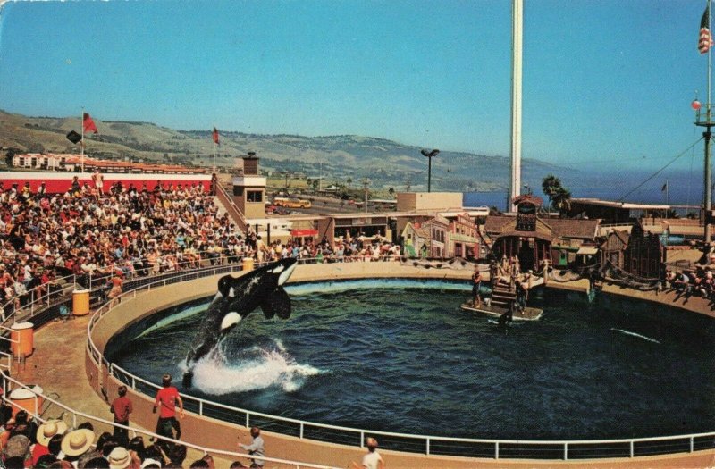 Postcard Killer Whale Show Marineland Palos Verdes California