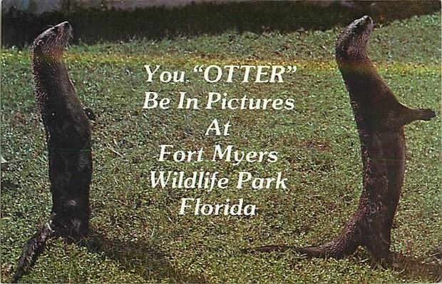 You Otter Be In Pictures at Fort Meyers Wildlife Park FL