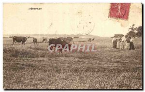 Old Postcard Pasture Cows