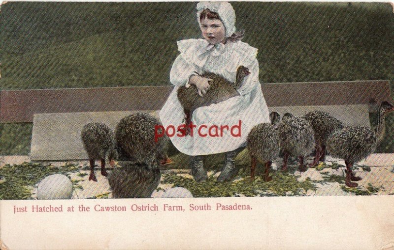 1905 SOUTH PASADENA CA Cawston Ostrich Farm Just Hatched publ Rieder