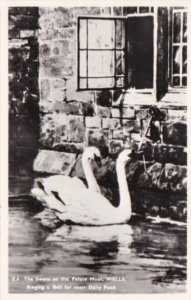 England Wells The Swans On The Palace Moat Ringing A Bell For Their Daily Fee...