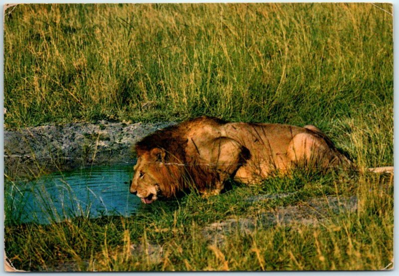 Postcard - Lion At The Water Hole, Masai Mara Game Reserve, Kenya 