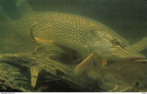 Fish , Northern Pike , Canada , 1950-60s