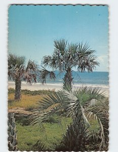 Postcard Home of the Palmetto Palm, Greetings From Myrtle Beach, S. C.