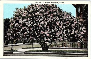 Postcard ROAD SCENE Galveston Texas TX AI2441