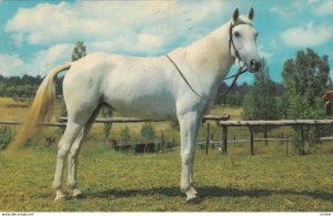 Horse , 1975