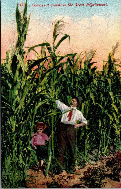 Vtg 1910s Tall Corn as it Grows in the Great Northwest Unused Farming Postcard