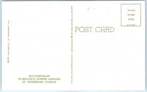 Postcard - Beautiful Bougainvillea at the Sunken Gardens - St. Petersburg, FL