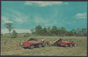 Potato Harvest,Washington Island,WI Postcard