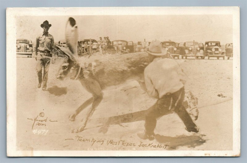 TEAM TYING WEST TEXAS EXAGGERATED JACKRABBIT ANTIQUE REAL PHOTO POSTCARD RPPC