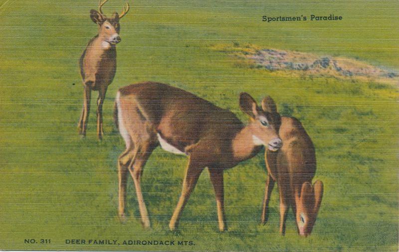 Deer Family in Adirondacks, New York - Sportsmen's Paradise - pm 1947 - Linen