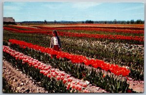 Everett Western Washington 1956 Postcard Tulip Fields