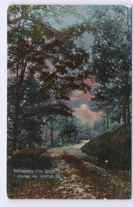 Shedding Of The Leaves, Driveway Near Goderich, Ontario, Antique 1908 Postcard