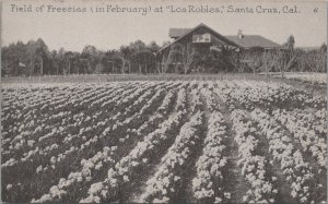 Postcard Field Freesias at Los Robles Santa Cruz CA