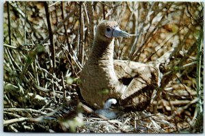 M-38174 The Booby Red Duck with her Chicks Galápagos Ecuador