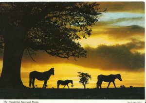 Devon Postcard - The Wandering Moorland Ponies - Ref TZ8734