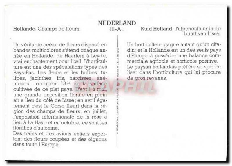 Modern Postcard Holland Flower Fields