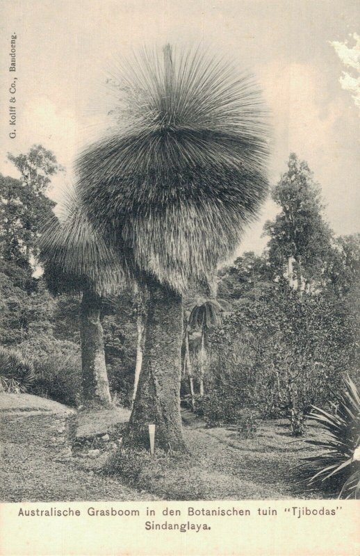 Indonesia Botanische Tuin Tjibodas Sindanglaja 04.84