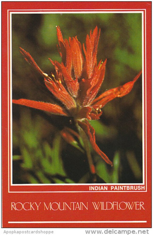 Indian Paintbrush Rocky Mountain Wildflower