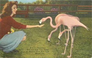 Postcard Florida Miami Flamingos Rare Bird Farm eating out of hand Teich 23-9092