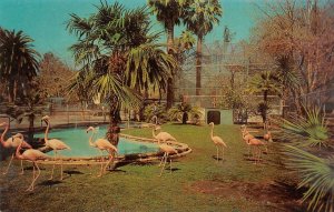 FRESNO, California CA    ROEDING PARK ZOO Flamingo~Bird Enclosure  1965 Postcard