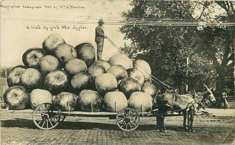 Apples Exaggeration 1910 Farm Agriculture RPPC Postcard North American 5771