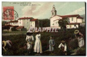 Old Postcard Picking Flowers Cote d & # 39Azur