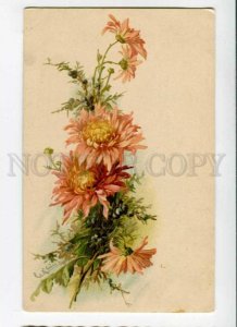 288407 ASTER Flowers Bouquet by C. KLEIN Vintage S. 368 E PC