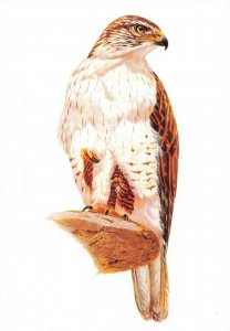 Ferruginous Hawk Postcard 2R3-514