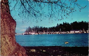 Sidney BC British Columbia Marina Boats Unused Vintage Postcard G4