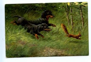 494238 MULLER Mueller HUNT Squirrel DACHSHUND Dogs Vintage postcard #566