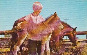 Horses Young Boy With Colt