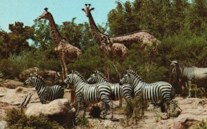 Vintage Postcard African Veldt Grassland Region River Banks Disneyland Adventure