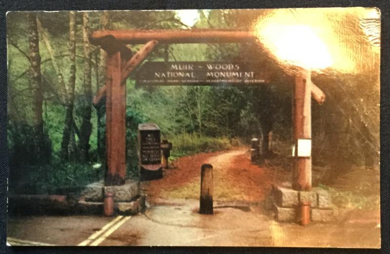 Unused Postcard Muir Woods Nat'l Monument California LB