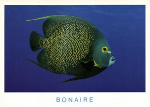 bonaire, N.A., French Angelfish at Alice in Wonderland (1990s) Postcard