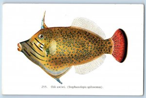 Long Beach California Postcard Oili Uwiwi Stephanolepis Spilosomus Aquarium 1910