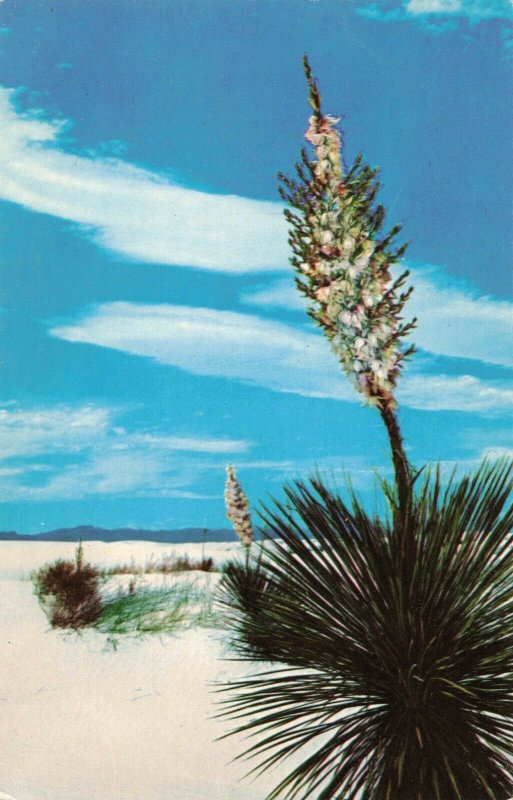 Yuccas Plant, White Sands National Monument, New Mexico Postcard 